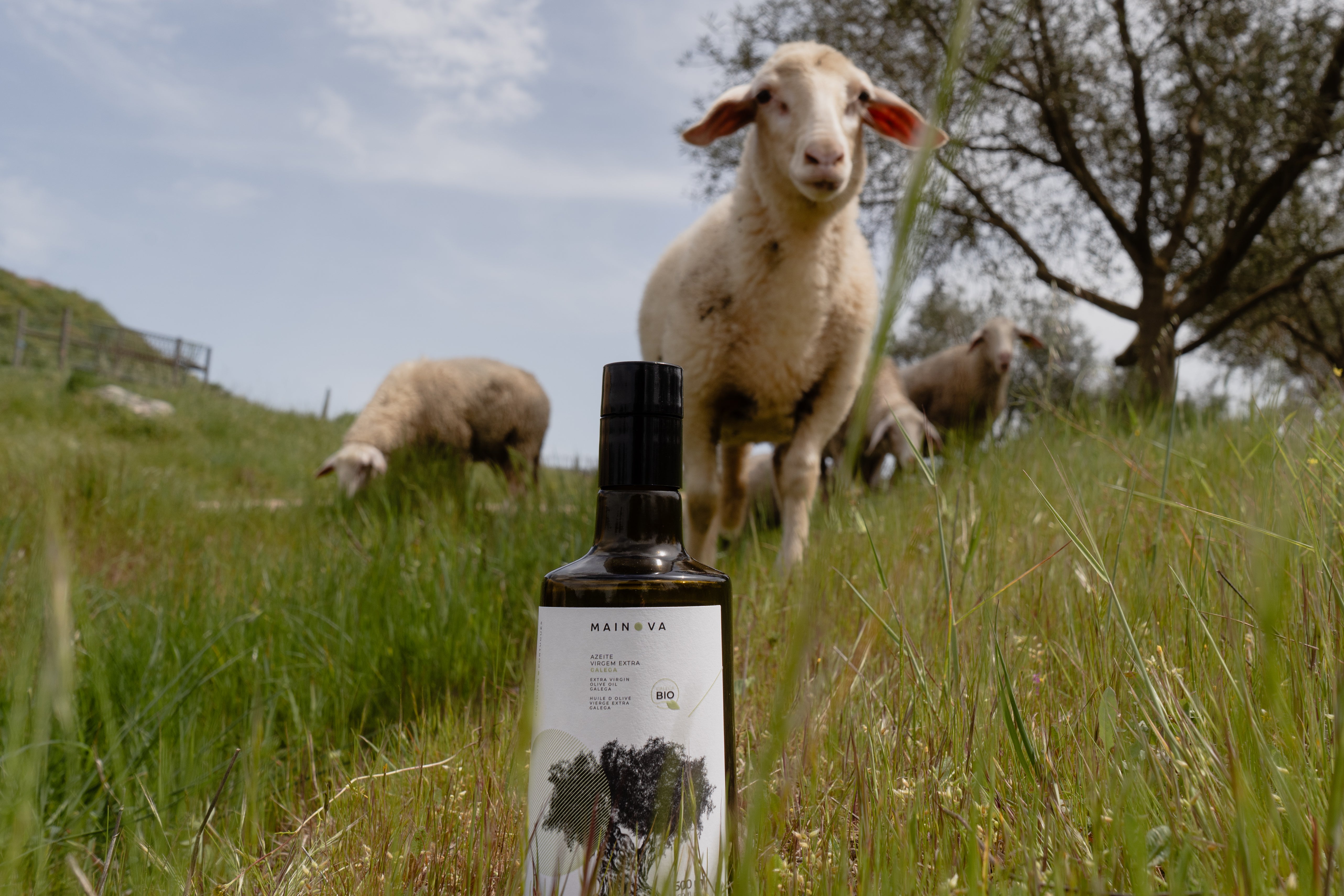 Galega Mainova Classic Olive Oil