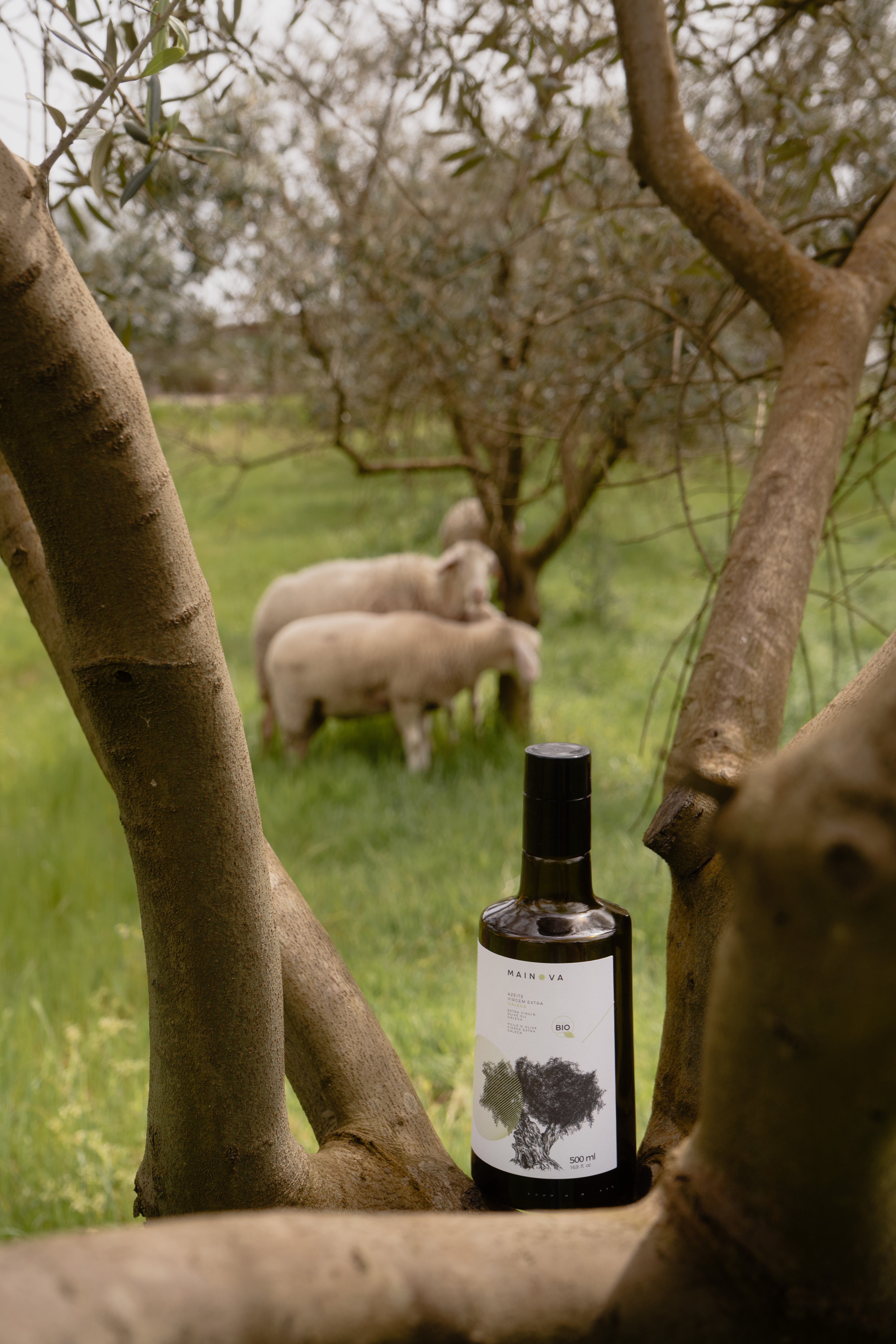 Galega Mainova Classic Olive Oil