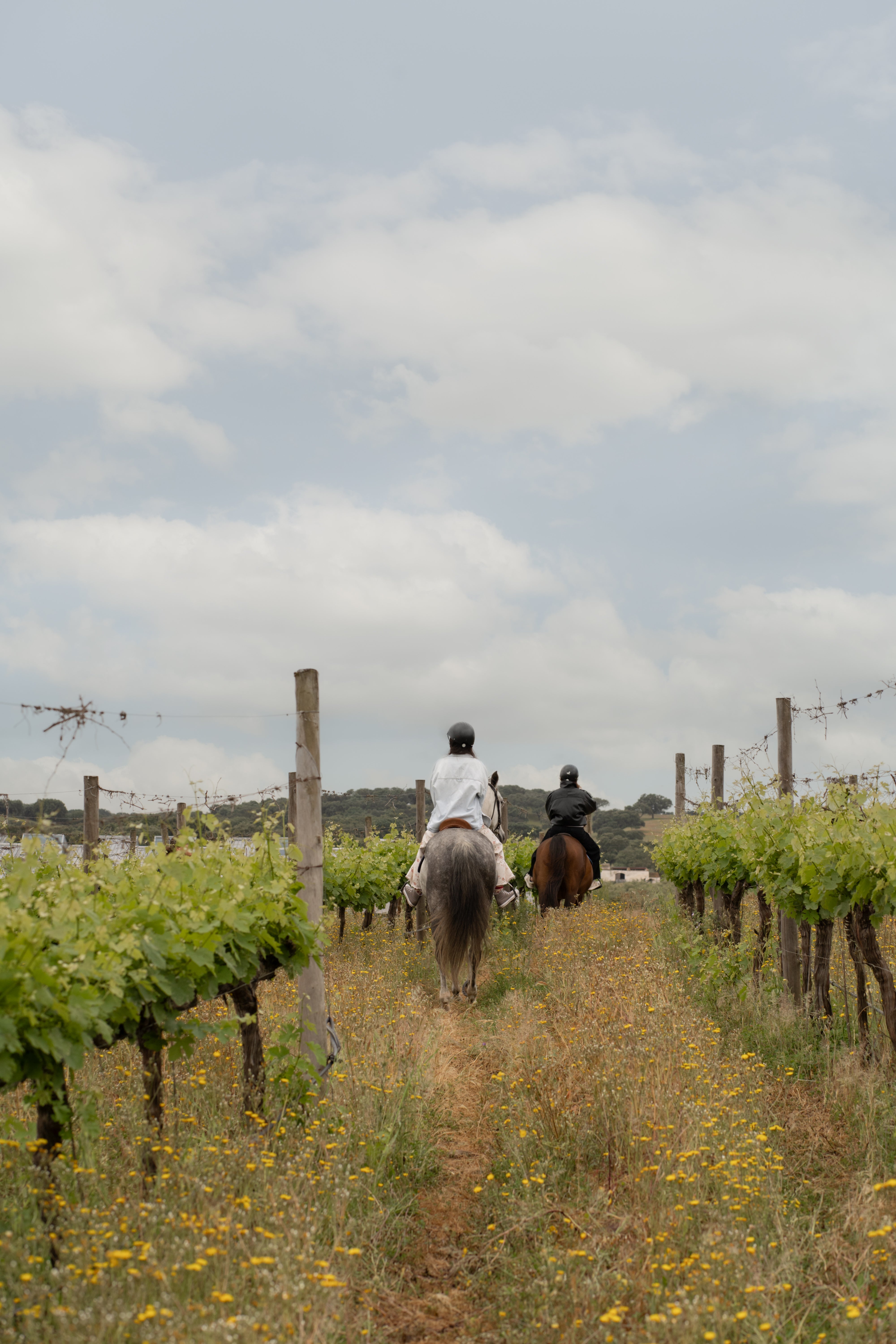 Horseback Riding and Wine Tasting