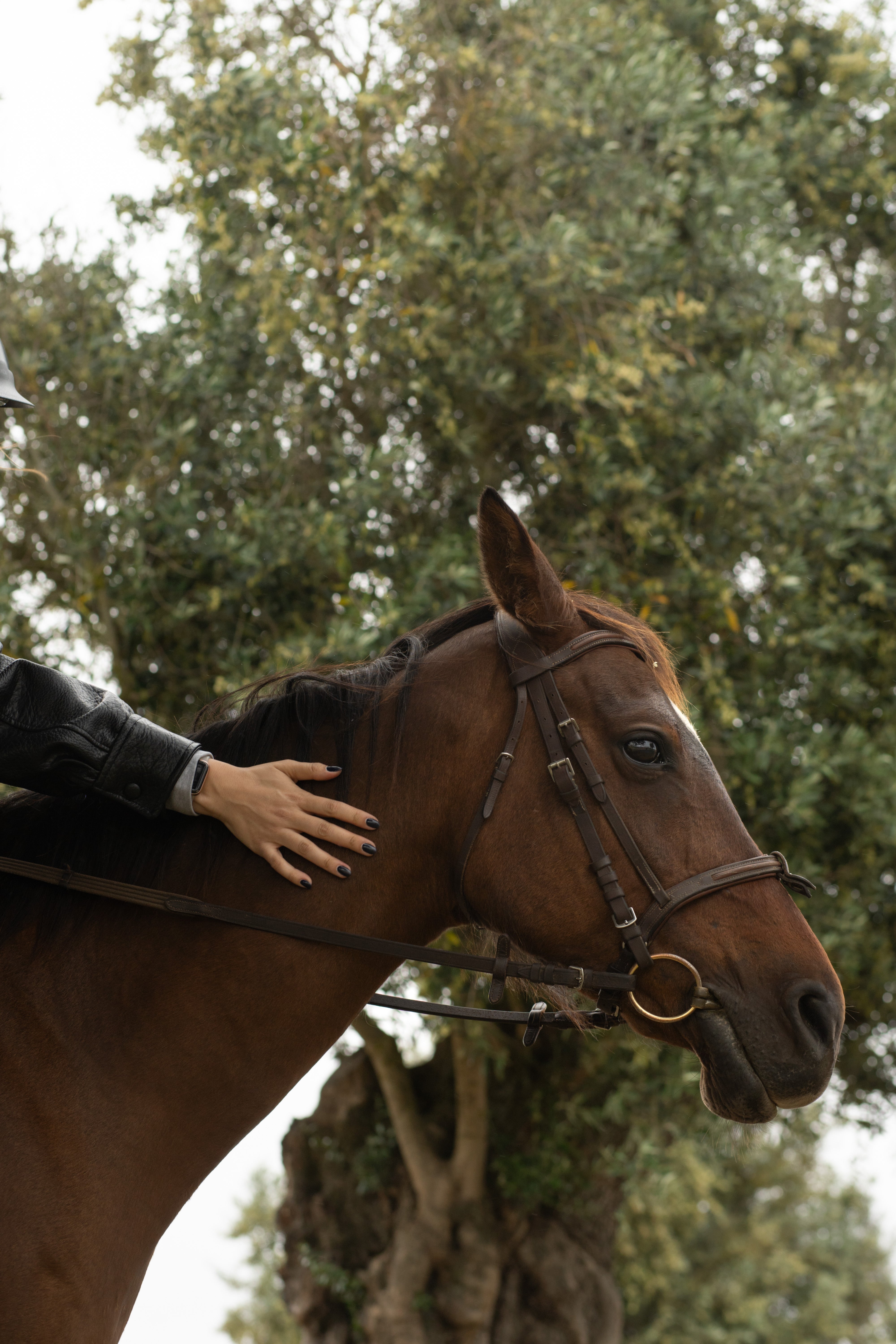 Horseback Riding and Wine Tasting